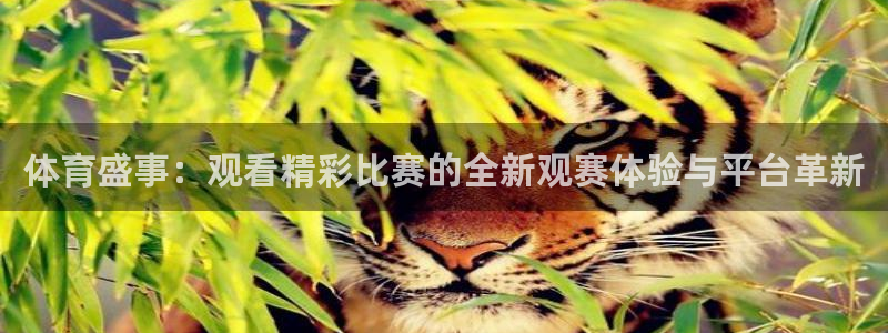 体育盛事：观看精彩比赛的全新观赛体验与平台革新