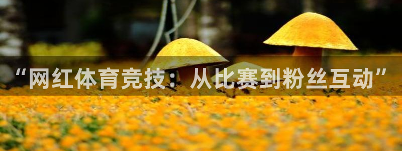 “网红体育竞技：从比赛到粉丝互动”
