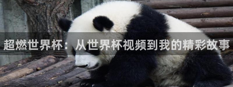 超燃世界杯：从世界杯视频到我的精彩故事